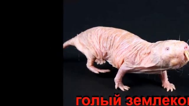 Самые странные животные мира strange animals СТРАННЫЕ ЖИВОТНЫЕ смотреть онлайн