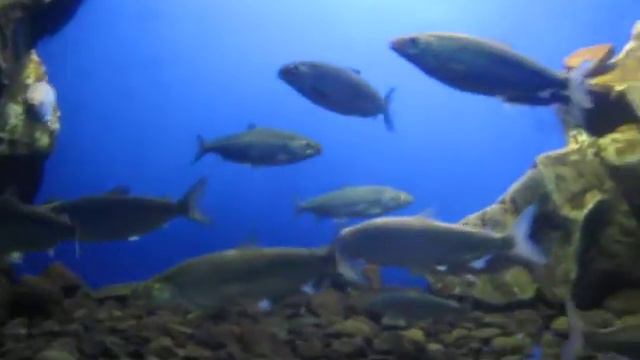 Омуль смотреть онлайн