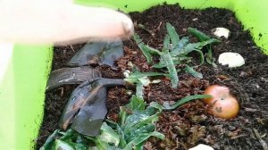 Кормление червей в вермикомпостере. Разведение червей дома. Домашний вермикомпостер
