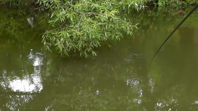 Рыбалка на речке на поплавок, ловля на течении и в затишке, съёмка под водой Fishing, underwater смотреть онлайн