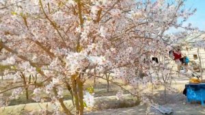 БАХОР КЕЛДИ 01.03 2021