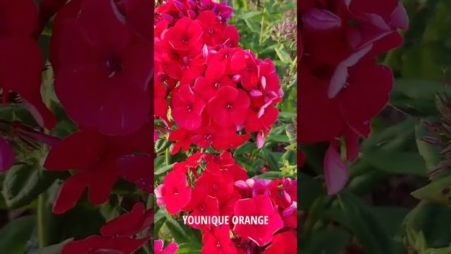 ФЛОКСЫ МЕТЕЛЬЧАТЫЕ СОРТОВЫЕ смотреть онлайн