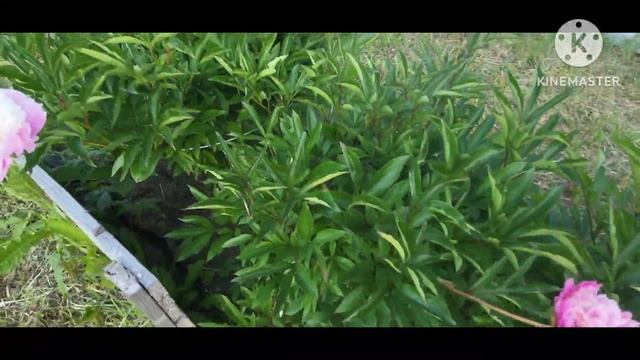 Приствольный круг туи Сестренка улетела в Калининград Жара смотреть онлайн