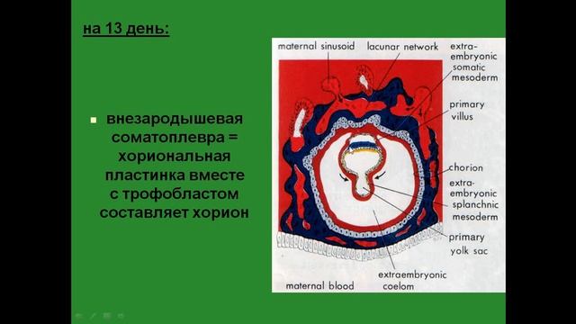 Внезародышевые органы. Желточный мешок