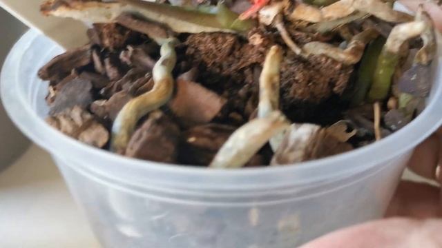 Орхидеи в жару? смотреть онлайн