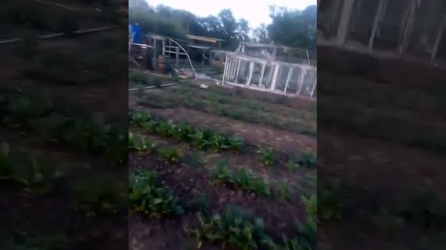 Малина Полана первые всходы! смотреть онлайн