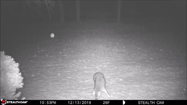 Wild Fox gets frightened by the sudden appearance of a bright Orb. Take a look! смотреть онлайн