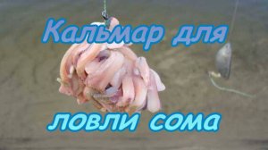 Кальмар для ловли сома.