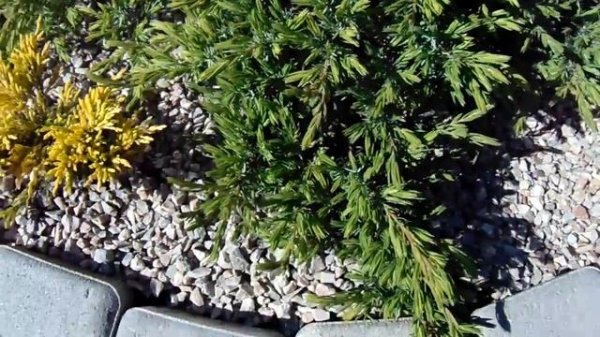 Juniperus conferta Schlager