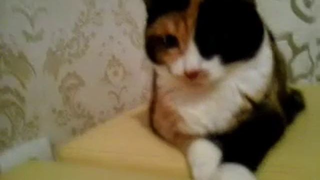 как Муся ложится смотреть онлайн