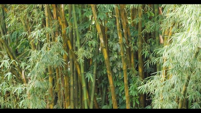 Mauritius // Eau Bleue Waterfall - THE STORY смотреть онлайн
