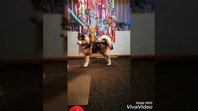 комплекс Формула Успеха Краснодар (хендлинг, дог-фитнес, зоогостиница) смотреть онлайн