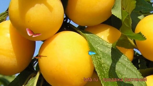 Алыча обыкновенная Злато Скифов (zlato skifov) ? обзор: как сажать, саженцы алычи Злато Скифов смотреть онлайн