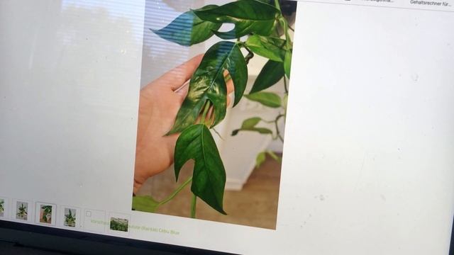 CEBU BLUE Scam? / Do You Own Epipremnum Pinnatum OR Epipremnum Pinnatum Cebu Blue?