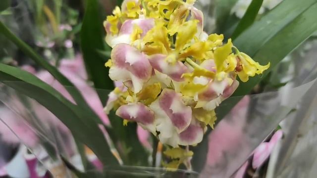 26.04.21.ОРХИДЕИ и не только в Оби Парнас.. смотреть онлайн