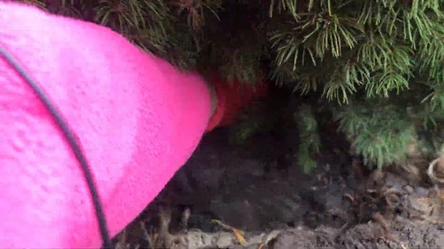 Осенняя посадка хвойных растений для начинающих дачников и садоводов. смотреть онлайн