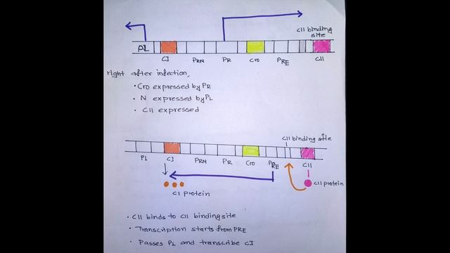 The genetic basis of Lytic or Lysogenic decision by Lambda Bacteriophage(Bangla) смотреть онлайн
