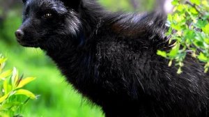 Чернобурая лисица (чернобурка) - интересные факты