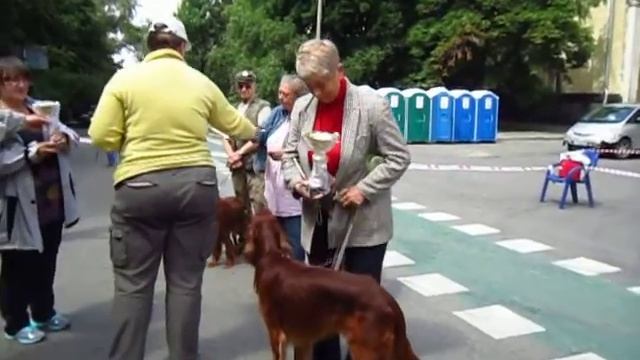 Московская выставка охотничьих собак 2014. Ирландские сеттеры. Чемпионы смотреть онлайн