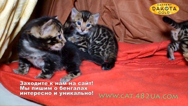 Будни питомника бенгальской кошки Dakota Gold бенгальские котята первые игры 1 смотреть онлайн