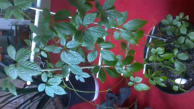 Гиностемма пятилистная. Зимовка, уход | Gynostemma смотреть онлайн