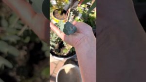 Эвкалипты. Эвкалипт серебряный доллар и серебряный бинго. Выращены из семян.