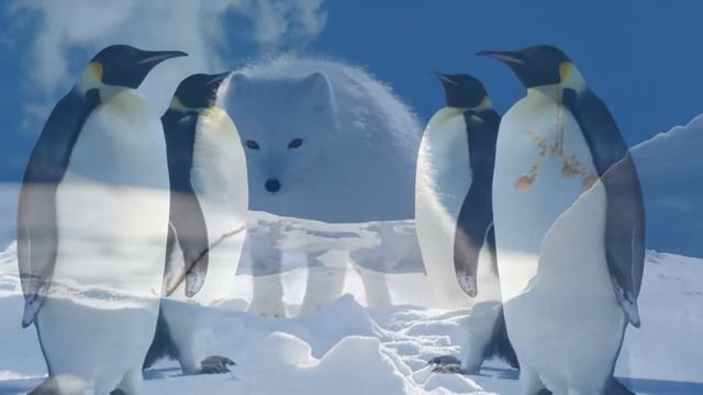 Обитатели Арктики и Антарктиды смотреть онлайн