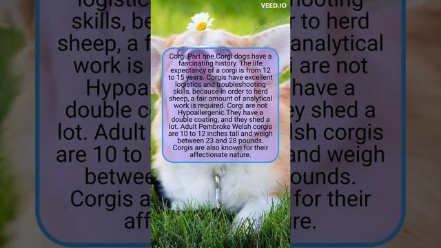 Corgi Facts That Make Them The Best Pets. смотреть онлайн
