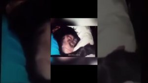 Ержан вставай оригинал