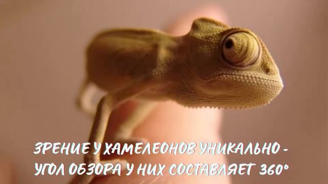 Хамелеон. Интересно знать #хамелеон смотреть онлайн