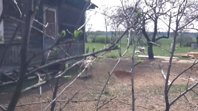 Первый окот от Катумского барана//Проглистовка овец. смотреть онлайн