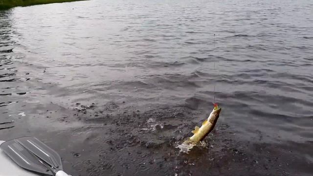 Rapala x-rap 10.Отзыв смотреть онлайн