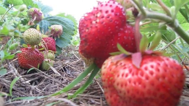 Ремонтантные сорта клубники ? чем они хороши ? выбрала самые лучшие смотреть онлайн