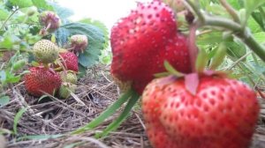 Ремонтантные сорта клубники ? чем они хороши  ?  выбрала самые лучшие
