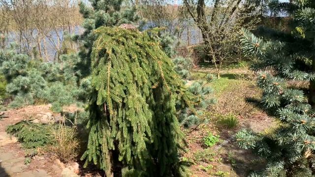 #92 Лиственные | Хвойные | Раннецветущие | Показываю необычные, компактные, редкие сорта смотреть онлайн