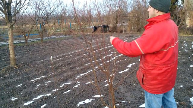 Обрезка абрикоса.  Всё просто II. Через год.