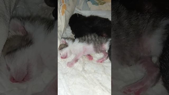 2х дневные котята. Растут во сне?♥️ смотреть онлайн