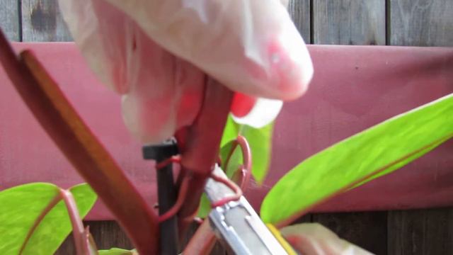 Будни цветовода. Наблюдаем, режем, укореняем, сажаем. смотреть онлайн