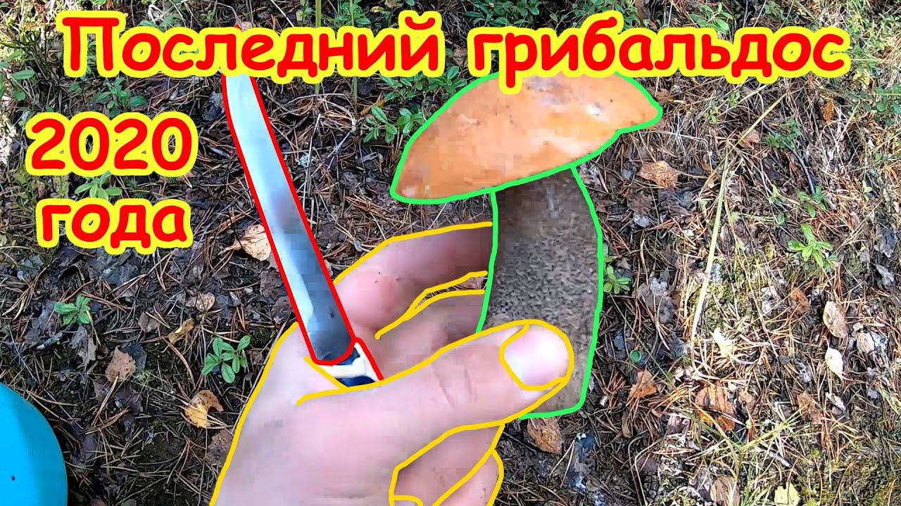 Последний грибальдос 2020 года смотреть онлайн
