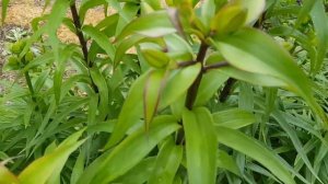 Хотите КРУПНЫЕ цветы у ЛИЛИЙ? - делайте ТАК. Подкормка лилий перед цветением