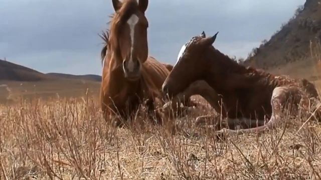 Wild Horse Giving Birth To Cute Calf  Animal Birth