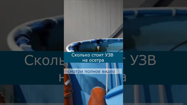 Сколько стоит УЗВ на осетра #акварост #узв #осетр смотреть онлайн