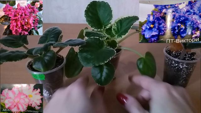 Новые сорта фиалок смотреть онлайн