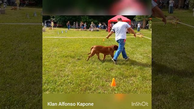 Выставка собак 