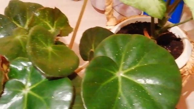 Бегония краснолистная Блэк Джангл и Сингониум