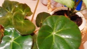 Бегония краснолистная Блэк Джангл и Сингониум