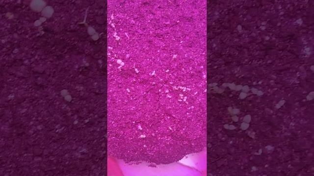 Петуния / Быстрые всходы петунии