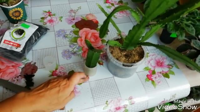 Эпифиллум Размножение Черенками.//Мой опыт!