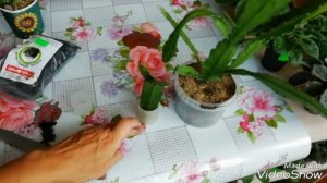 Эпифиллум Размножение Черенками.//Мой опыт!