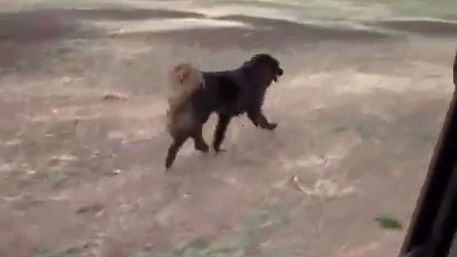 Бег монголятки Осор. Выпускница п-ка "Монголдог". смотреть онлайн